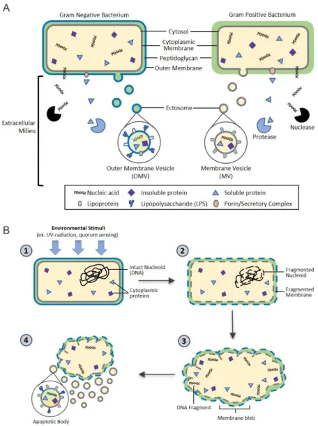 Figure 1. Proposed bacterial extracellular vesicle secretion. Bacteria ubiquitously release extracellular vesicles (EVs) into the extracellular milieu  roughly 10-300 nm in diameter