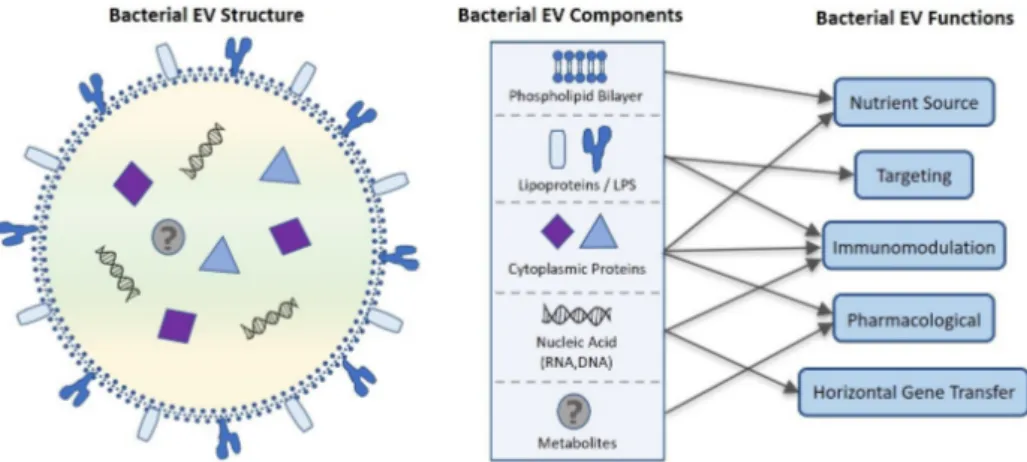 Figure 2. Proposed bacterial extracellular vesicle composition and related function. Bacterial EVs are enclosed in a phospholipid bilayer originating  from the bacterial membrane that along with lipo- and cytosolic proteins can be used as a nutrient source