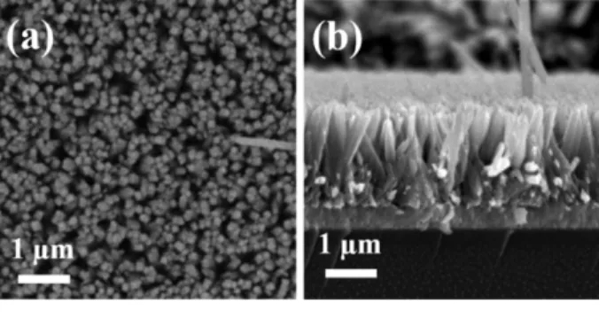 Fig. 1.  SEM images of TiO 2  nanowire arrays decorated with Au nanoparticles on FTO substrate (a) top view and (b) side view.