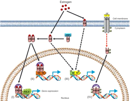 Fig. 1. Four major mechanisms of estrogen and estrogen receptors (ER). (I) Classical ligand-dependent genomic target with direct binding  actions; estrogen-ER complex directly binds to estrogen response element (ERE) in the target genes and then leads to r