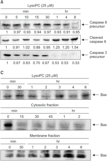 Fig. 3. Mechanisms for vascular smooth muscle cell (VSMC)  apoptosis induced by lysophosphatidylcholine (lysoPC), evaluated  by western blot analyses