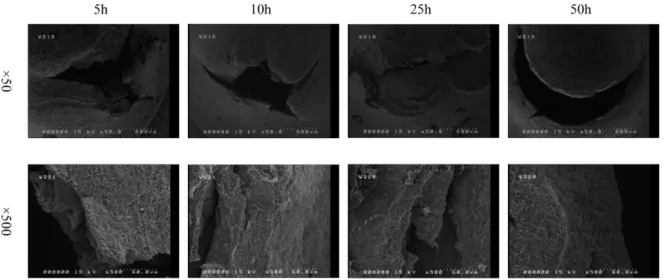Fig. 8. SEM image of fracture surface of DP steel (No. 3) after small punch testing. 