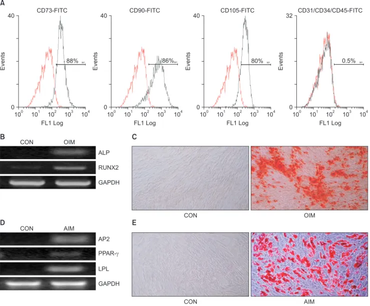 Fig. 1. Characterization of adipose-derived stem cells (ADSCs). (A) Flow cytometry analysis of ADSCs
