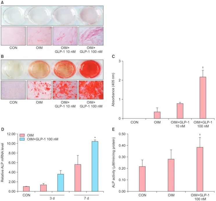Fig. 3. Effects of glucagon-like peptide-1 (GLP-1) on the osteogenic differentiation of adipose-derived stem cells (ADSCs)