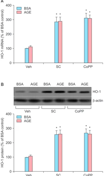 Fig. 6. Upregulation of heme oxygenase-1 (HO-1) expression by  sildenafil citrate. Cells were incubated for 24 h in the presence  of each 200 μg/mL of unmodified bovine serum albumin (BSA)  or advanced glycation end products (AGEs)-BSA (AGE) with  vehicle 