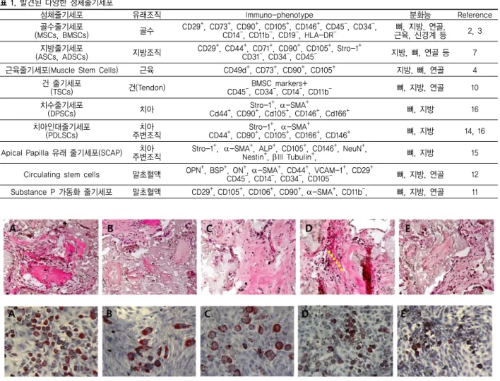 그림 3. 골수, 지방, 연골, 건, 인대에서 유래한 성체줄기세포의 체내 뼈분화유도( in vivo  osteogenesis) 후 H&amp;E 조직학적 염색 결과 (위)와 체외 지방분화유도 ( in vitro  adipogenesis) 후 oil-red O 염색 결과 (아래)
