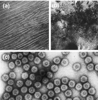 그림 6. (a) 저밀도 선형 폴레에틸렌의 라멜라 구조를 RuO 4 로 염색한 사진과 (b) 염색시간에 따른 구조 변형, (c) Rotavirus를 phosphotungstic acid(2  wt%)로 염색한 사진.