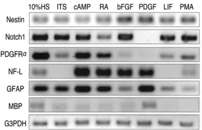 Fig. 3. Gene expression of cell type specific markers studied by RT-PCR in B2A1 cells