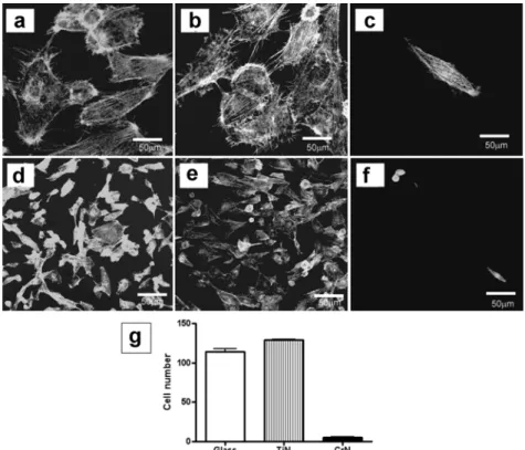 Fig. 1. Cytoskeleton analysis of osteoblast on tested specimens and its cellular adhesion after 48 h of culturing
