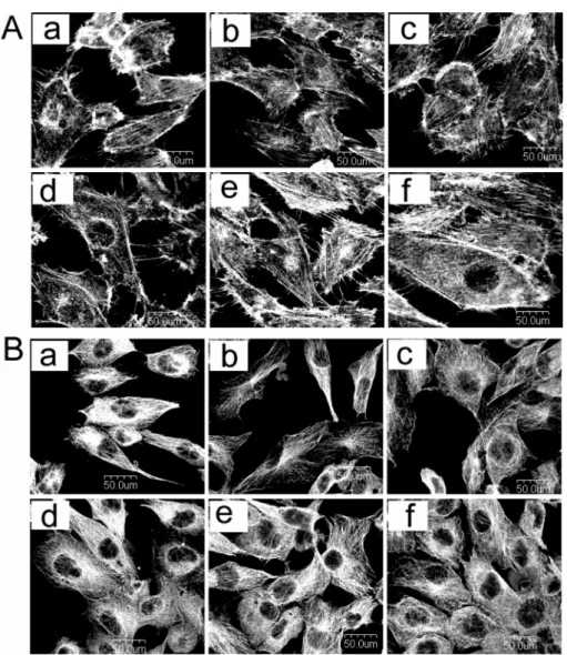 Fig. 1. Cytoskeleton analysis of osteoblast on tested specimens. (a and d: glass substrate, b and e: Ti film, c and f: