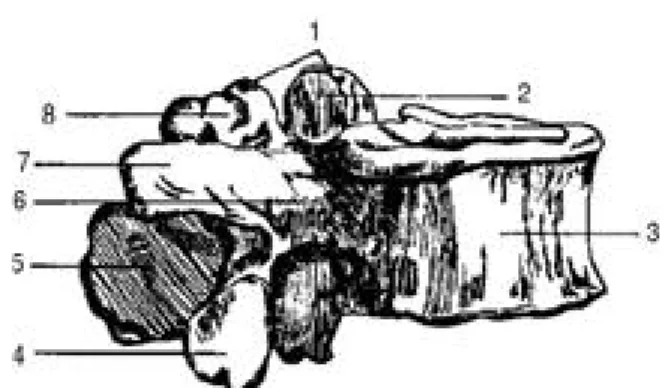 Fig. 1. Lumbar vertebra(Lateral view).
