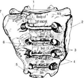 Fig. 5. Lumbar vertebra(Midsagittal view).