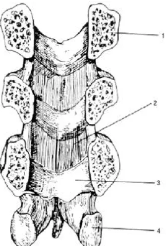 Fig. 7. Ligamentum flavum of Lumbar Vertebra.