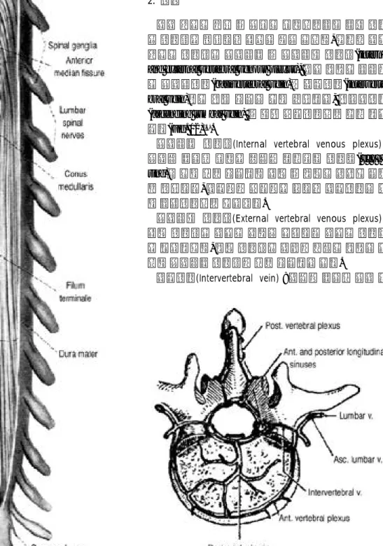 Fig. 11. Conus Medullaris and Cauda Equina(Ventral) Fig. 12. Internal and external vertebral venous plexus.