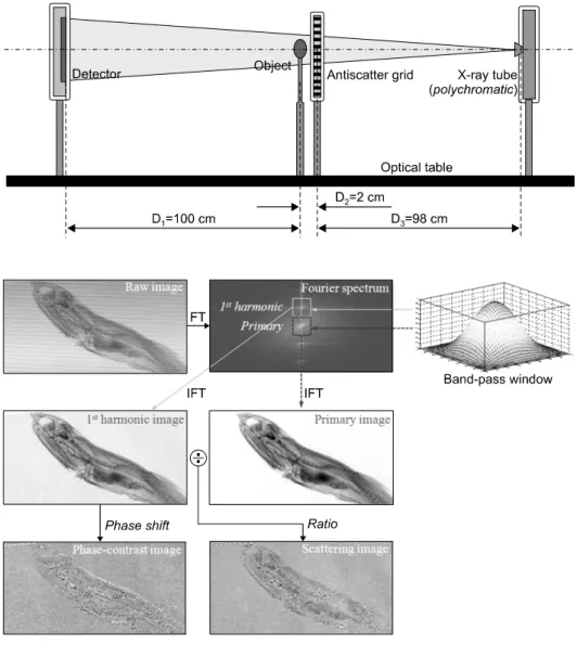 Fig.  2.  Simplified  single-grid-based  phase-contrast  x-ray  imaging  (PCXI)  procedure
