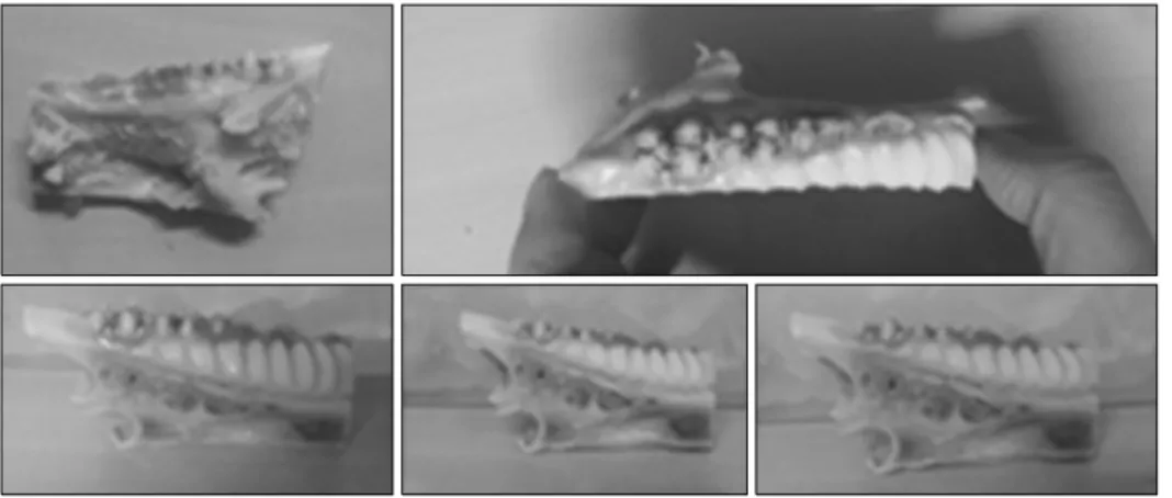 Fig.  8.  X-ray  image  of  pig  mandibular  molars  with  intensitiy  profile  across  the  image  at  50  kVp,  0.051  mAs.