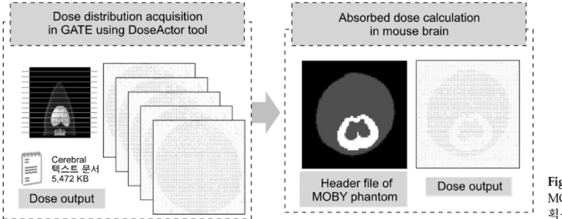 Fig.  5.  DoseActor  tool을  사용한  MOBY  팬텀의  흡수선량을  계산  획득 과정.
