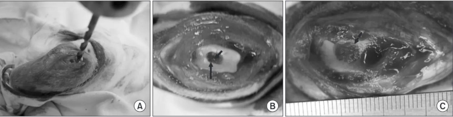 Figure 1. Experiment photographs. (A) A 3×6 mm defect is made at the intercondylar notch of rabbit’s femur with a 3 mm diameter drill hole (1–2 mm  thickness) without subchondral bone damage