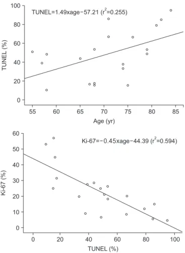 Figure 3. Graph shows a positive correlation between age and terminal  deoxynucleotidyl transferase dUTP nick-end labeling (TUNEL), a negative  correlation between age and Ki-67, and a negative correlation between  TUNEL and Ki-67.