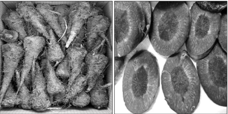 Figure 1. Appearance of wild carrot.서 론 우리나라는  의학의  발달과  생활수준의  향상으로 고령화가  급속히  진행되면서  65세  이상  노인  인구가  2015년에는  전체  인구의  13.1%였으며, 2020년에는  15.7%, 2030년에는  24.3%까지  늘어날  전망이다(Statistics Korea 2017)