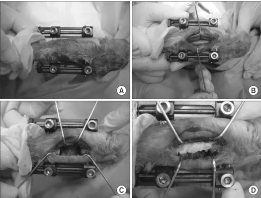Figure  1.  An  external  fixation  device  was applied to the rabbit tibia (A). After  exposure of the tibia (B), an 1.5 cm section  of the tibia was excised (C)