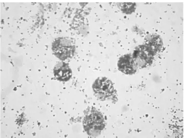 Fig. 3. T2*-weighted GRE MR image (313/14, 18°flip angle) of micro tubes with variable number of macrophages labelled with su- su-perparamagnetic iron-oxide