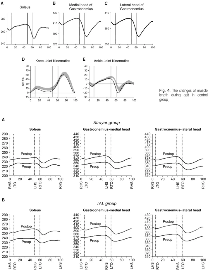 Fig.  4.  The  changes  of  muscle length  during  gait  in  control  group. 