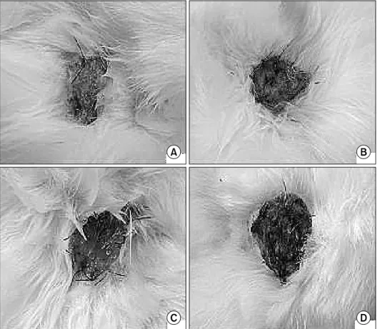 Fig.  5.  Comparison  of  HAM  alone  (A),  HAM  with  epidermal  cells  (B),  HAM  with  MSCs  (C),  and  the  Vaseline  gauze  (D)  group  1  week  post-graft  (HAM,  human  amniotic  membrane; 