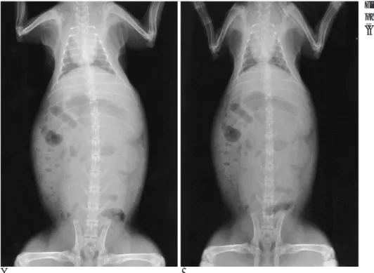 Fig. 2. Selenium based digital radiogra- radiogra-phy of a rabbit, obtained at 33.23 μ Gy (A) and at 20.09 μ Gy (B).