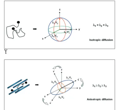Fig. 1. Principles of diffusion MR imaging . To measure signal loss by diffusion, a pair of pulsed diffusion sensitizing  gradi-ents (αand β ) is arranged on each side of the  180°radiofre-quency (RF) pulse in spin-echo sequence