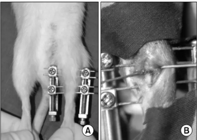 Fig.  1.  Application  of  distraction  osteogenesis.  (A)  Appearance of external fixator on a mouse