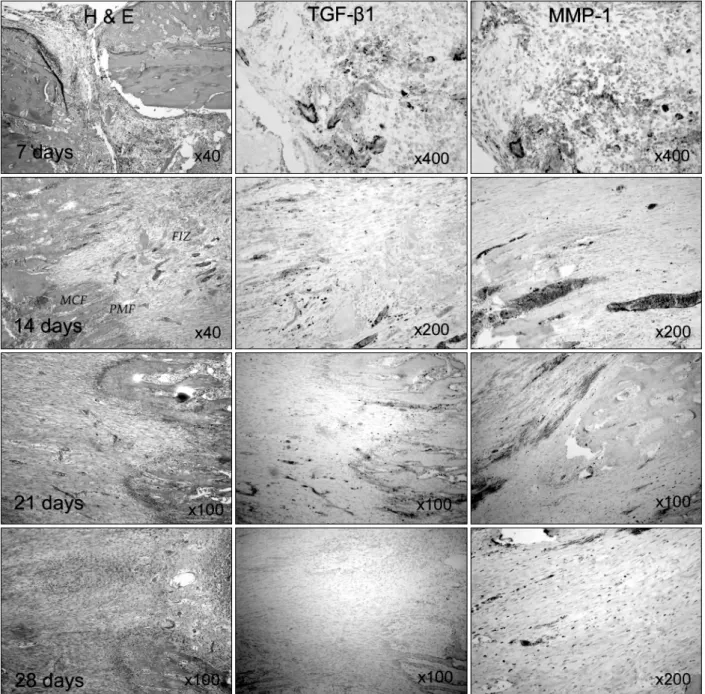 Fig.  2.  Serial  examination  of  H&amp;E  and  immunohistochemical  staining  in  distraction  osteogenesis