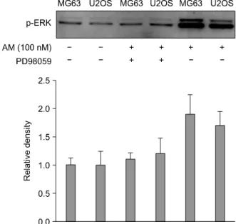 Fig.  7.  The  effect  of  the  ERK  inhibitor,  PD98059  on  the  effect of  AM  on  MG63  and  U2OS  cells