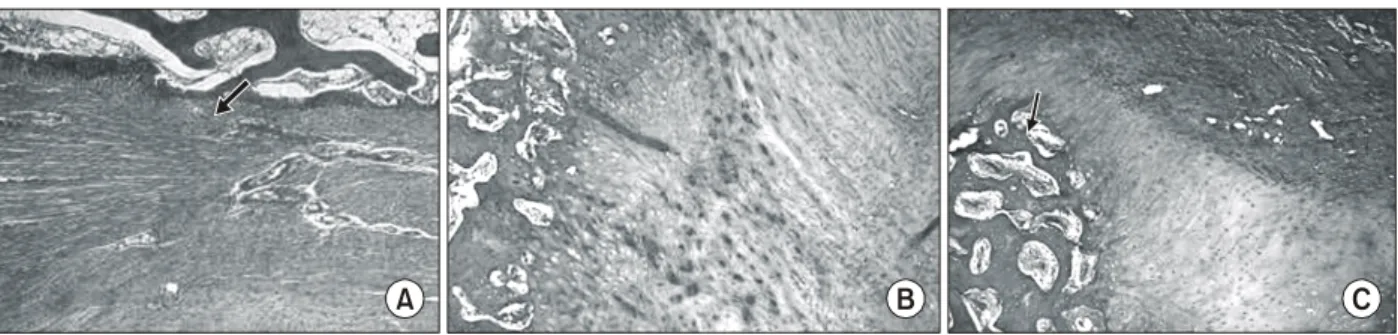 Fig. 5. Microscopic  images  of  the  specimen  stained  with  H&amp;E  at  8  weeks  after  surgery  (×100)