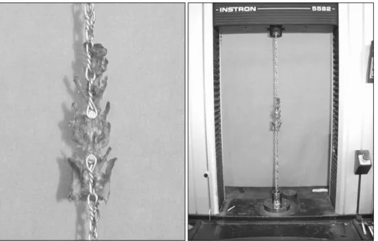 Fig.  1.  Biomechanical  test  using  the  Universal  Material  Test  Machine. union), 연속성이 유지되지만 굴곡 강도가 다소 떨어지며  척추간  움직임이  있는  경우를  부분  유합(partial union), 유합 구조물이 형성되지 않아 시편 준비 중 이미 상하 척추가 분리되었거나 연속성이 있어도 연부 조직과 유사한  굴곡  강도와  탄성을  보이는  경우를  불유합(nonunion)