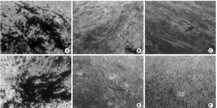 Table 2. Characterization of MSCs derived from bone mar- mar-row and MSC-like CD34- cells and multinuclear CD34- cells derived from cord blood