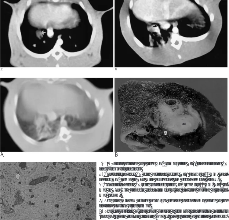 Fig. 4. Partial ablation of a lung VX2 tumor after RFA: characteristic CT and pathologic findings