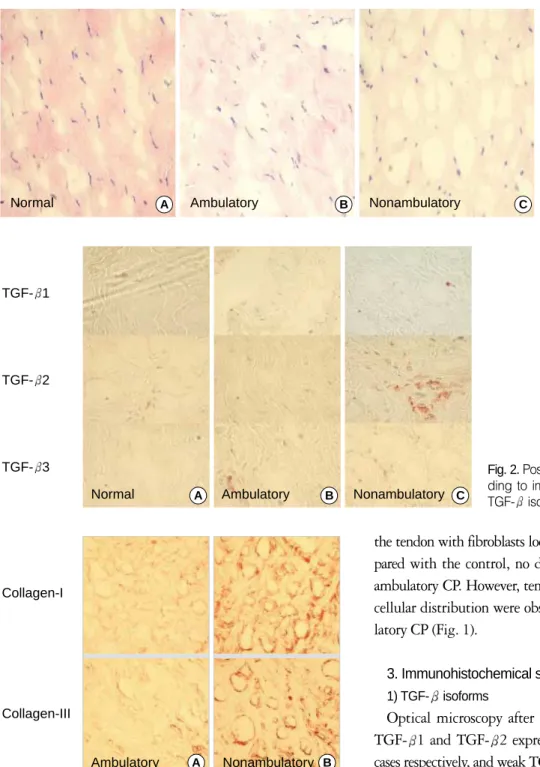 Fig. 1. The histologic findings from the Achilles tendon; (A) The normal tendon shows the parallel matrix with abundant fibroblasts present within the matrix
