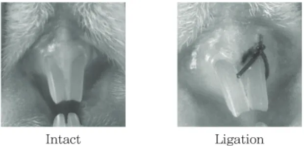Figure  1.  Representative  images  of  experimental  periodontal  disease  inducement