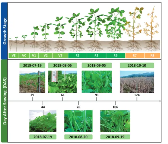 Fig. 5.  Schematic of soybean growth phases and key stages in the life cycle of soybeans