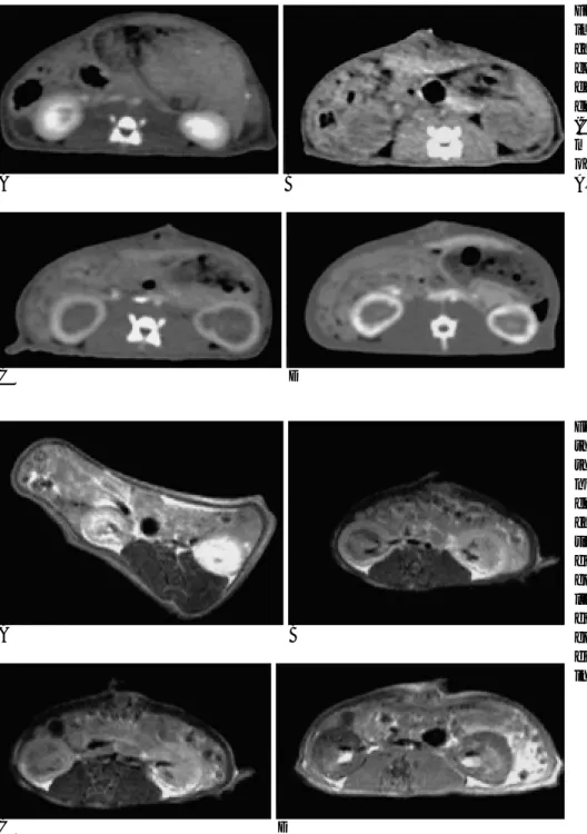 Fig. 2. Abdominal CT shows good imaging of corticomedullary  delin-eation in normal rats (A)