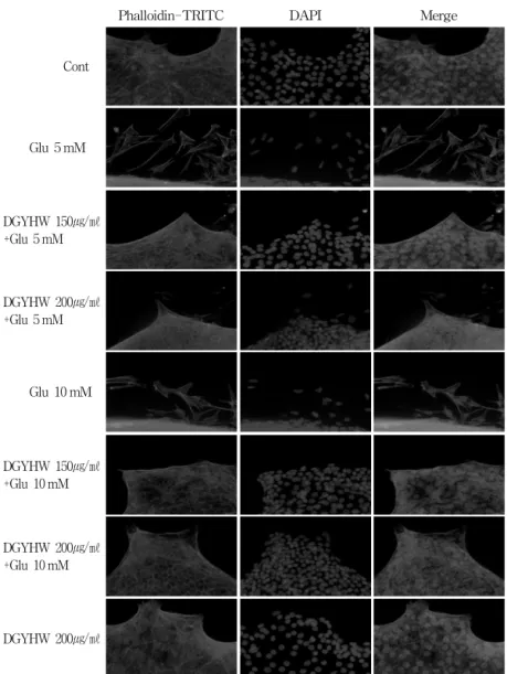 Figure  7.  Protective  effect  of  DGYHW  on  glutamate-induced  supporting  cell  death  in  rat  primary  Organ  of  Corti  explant