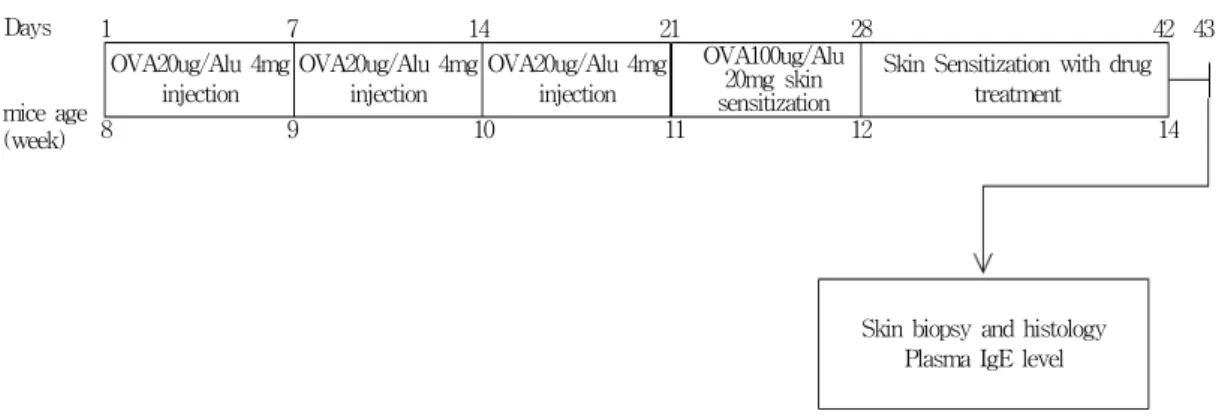 Figure  1.  General  schematic  diagram  of  studies.  Female  BALB/c  mice  were  intraperitioneally  sensitized  with  ovalbumin  (20㎍)  plus  Al(OH) 3   (4㎎)  once  per  week  for  3  weeks,  and  then  sensitized  with  ovalbumin  (100㎍)  plus  Al(OH) 