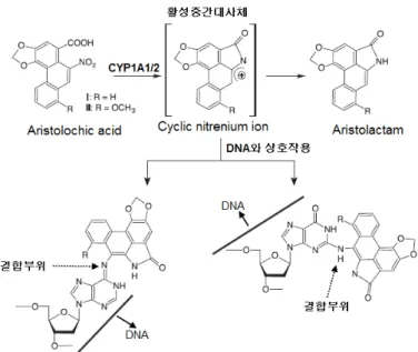 Fig.  9.  Formation  of  reactive  intermediates,  cyclic  nitrenium  ion  from  aristolochic  acid 