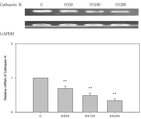 Fig.  7  Effects  of  SS  on  the  expression  of  Cathepsin  K  in  RANKL  stimulated  RAW  264.7  cells.