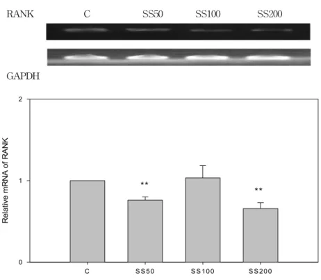 Fig.  2  Effects  of  SS  on  the  expression  of  RANK  in  RANKL  stimulated  RAW  264.7  cells.