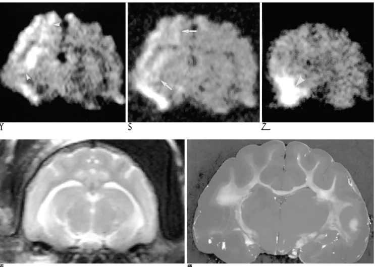 Fig. 1. Diffusion-Weighted MR imaging and brain tissue stained TTC during 30 minutes of temporary middle cerebral artery occlu- occlu-sion in cat