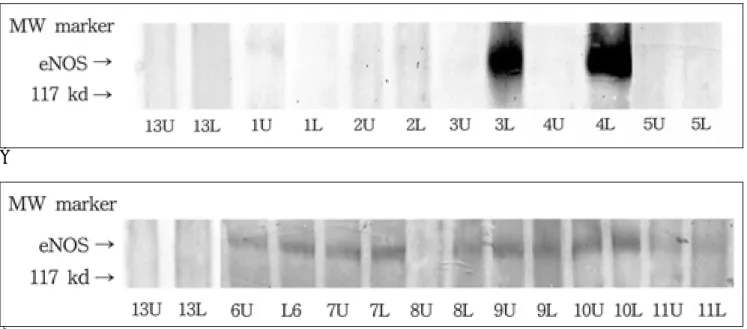 Fig. 2. Comparison of eNOS expression in the upper and lower lobe 2 or 3 weeks after common bile duct ligation and in the control group.