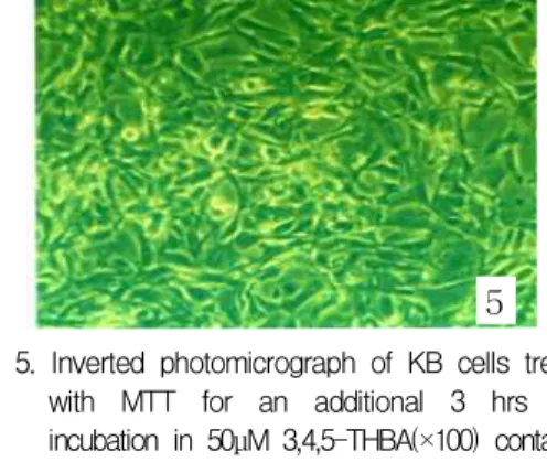 Fig. 5. Inverted photomicrograph of KB cells treated with MTT for an additional 3 hrs after incubation in 50μM 3,4,5-THBA(×100) containing medium for 2 days x 100