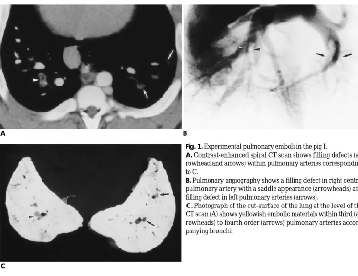 Fig. 1. Experimental pulmonary emboli in the pig I. 